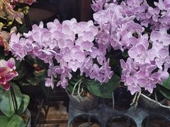 -双季花艺园艺市场(浦东店)
