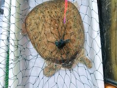 -马王堆海鲜水产市场