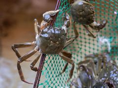 -蟹天蟹地农家菜·阳澄湖大闸蟹(浅水湾店)