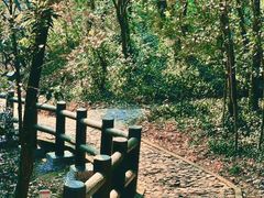 -上海佘山国家森林公园天马山园