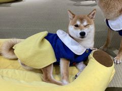-逗柴咖啡屋·狗咖猫咖宠物桌游