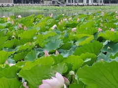 -荔湾湖公园