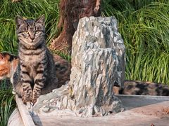 -扬州大运河文化旅游度假区·盆景园