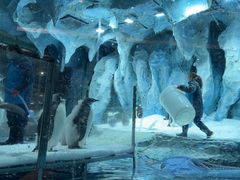 -帝企鹅自助餐厅•儿童岛•真企鹅(长隆企鹅酒店)