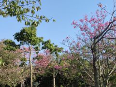 -风云岭森林公园