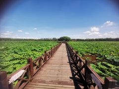-荷塘月色湿地公园·向阳花洲