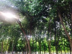 院子里树木郁郁葱葱-乐邻里养老院