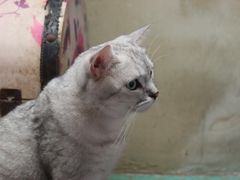 -猫咪博物馆(顶澳仔猫街店)