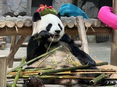 -栾川竹海野生动物园