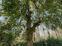 -中国科学院西双版纳热带植物园