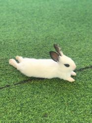 -萌宠亲子动物乐园(槐房万达店)