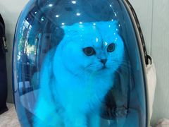 -纳吉亚猫专科动物诊疗中心(蒋宅口分院)