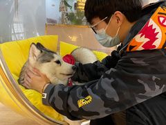 -Husky Go! 哈士奇体验馆·宠物咖啡厅狗咖