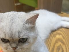 -藏猫猫咖啡主题馆(中央大道店)