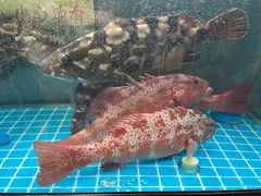 -阿毛饭店(和义路店)