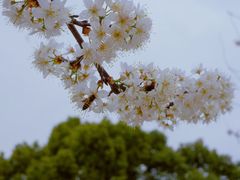 -顾村公园
