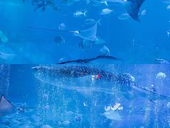 -烟台海昌鲸鲨海洋公园