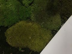 -喜茶(永旺梦乐城店)