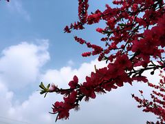 -秀丽东方