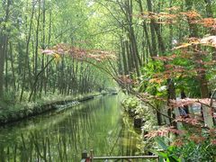 -合肥滨湖国家森林公园