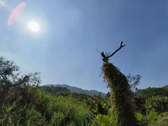 -黄埔油麻山森林公园
