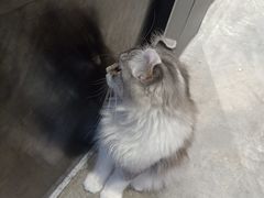 -瞄一喵猫咖(格力海岸店)