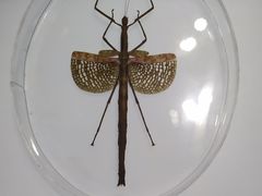 -上海昆虫博物馆