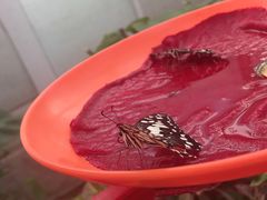-爆肚冯(廊房二条店)