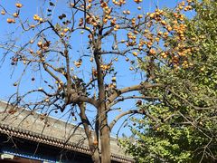 -北京石刻艺术博物馆(五塔寺)