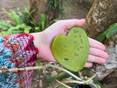 -中国科学院西双版纳热带植物园