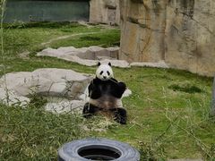 -上海野生动物园