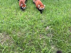 -合肥野生动物园