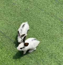 -萌宠亲子动物乐园(槐房万达店)