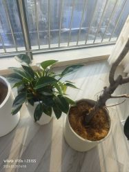 -HEYAN荷妍专业脱毛连锁机构