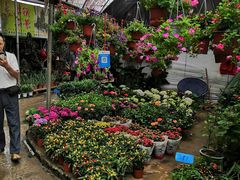 -桂林市花鸟市场