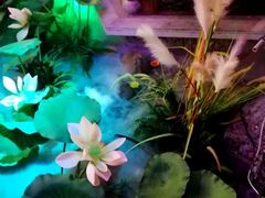-韵秋荷(宝山龙湖天街店)