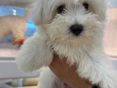 -翊宠yipet猫狗购宠庄园犬舍•猫舍