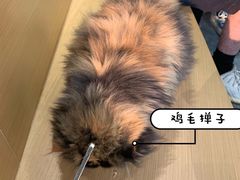 -瞄一喵猫咖(格力海岸店)