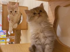 -猫にゃん · 猫的隐藏屋猫咖(麦地旗舰店)