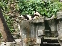 -中国大熊猫保护研究中心雅安碧峰峡基地