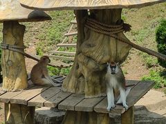 -大连森林动物园