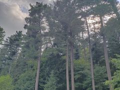 -五营国家森林公园