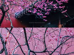 -钱王祠