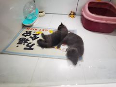 -1013 PET SHOP精品宠物商店(丁香店)