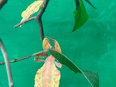 -上海大自然野生昆虫馆(东方明珠·爬宠昆虫探索中心)