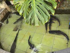 -燕北云山·农家菜·灶台鱼(密云溪翁庄店)