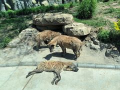 -北京野生动物园