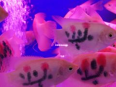 -华声天桥民俗文化园