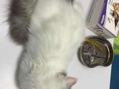 -宠物星动物医院·眼科·异宠·猫科(江南大道总院)