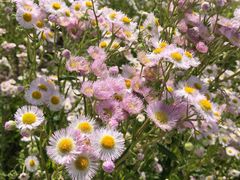 -春花秋色城市公园